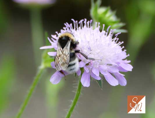 Blüten und Insekten 19, © Foto: Sylvia Wentzlau