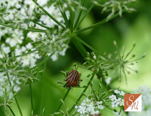 Blüten und Insekten 18, © Foto: Sylvia Wentzlau