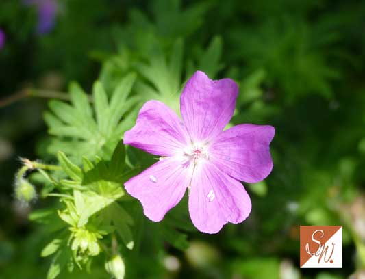 Blüten und Insekten 20, © Foto: Sylvia Wentzlau