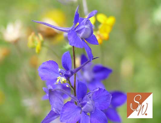 Blüten und Insekten 21, © Foto: Sylvia Wentzlau