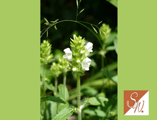 Blüten und Insekten 23, © Foto: Sylvia Wentzlau