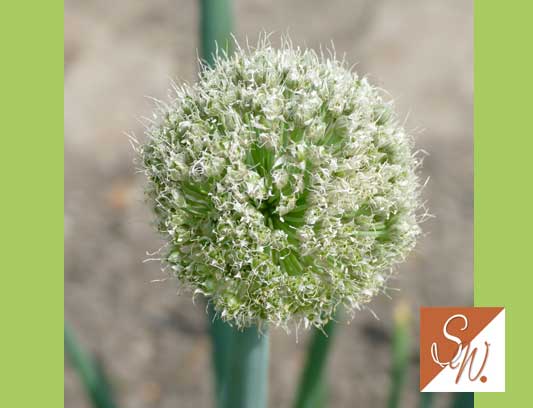 Blüten und Insekten 25, © Foto: Sylvia Wentzlau