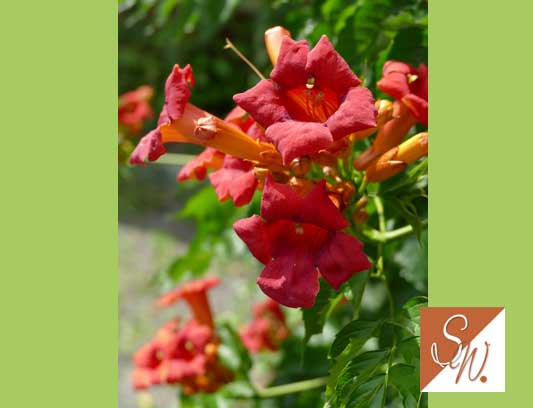 Blüten und Insekten 24, © Foto: Sylvia Wentzlau