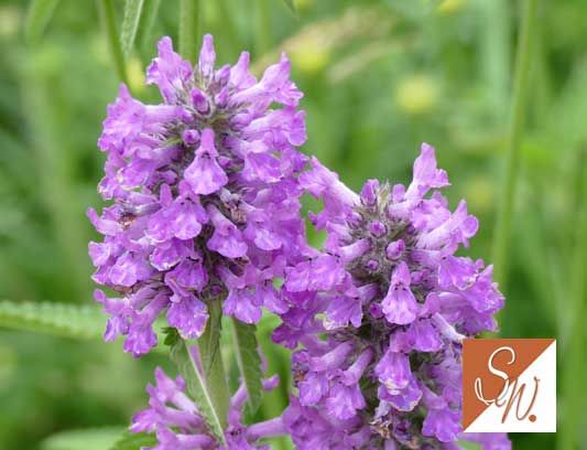 Blüten und Insekten 27, © Foto: Sylvia Wentzlau