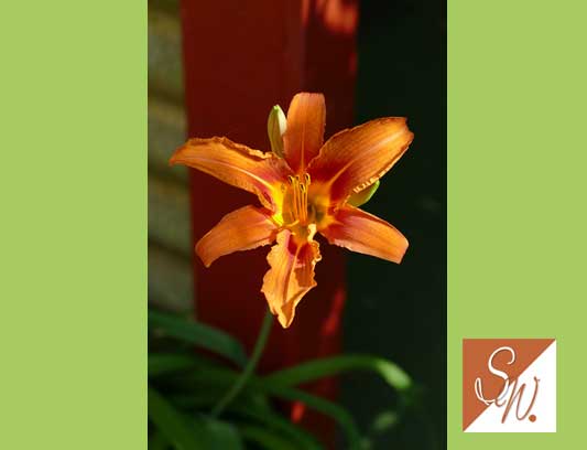 Blüten und Insekten 22, © Foto: Sylvia Wentzlau