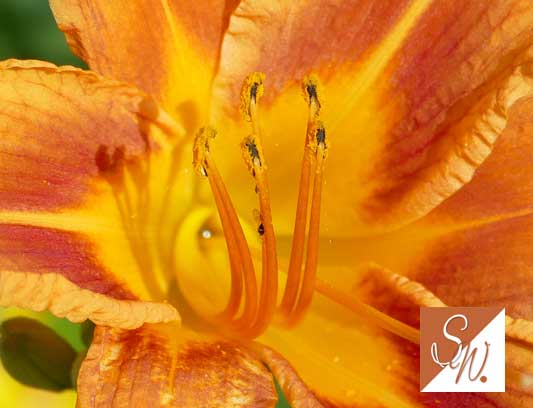 Blüten und Insekten 28, © Foto: Sylvia Wentzlau