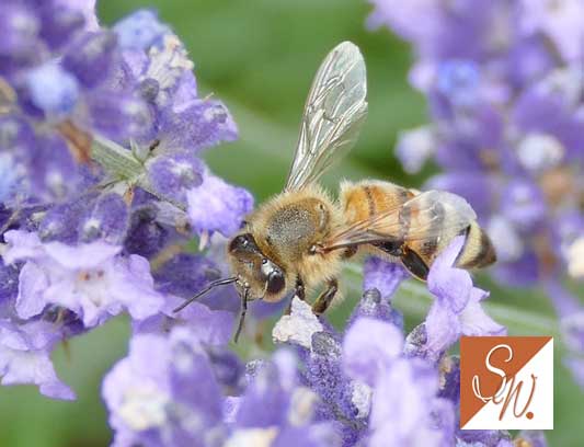 Blüten und Insekten 29, © Foto: Sylvia Wentzlau