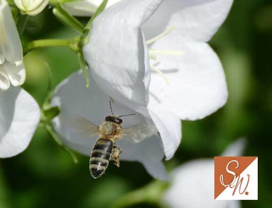Blüten und Insekten 33, © Foto: Sylvia Wentzlau