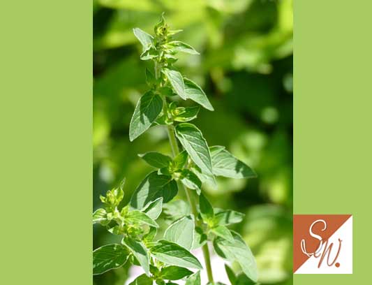 Blüten und Insekten 31, © Foto: Sylvia Wentzlau