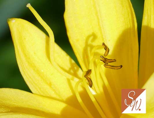 Blüten und Insekten 32, © Foto: Sylvia Wentzlau