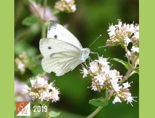 Blüten und Insekten 1, © Foto: Sylvia Wentzlau