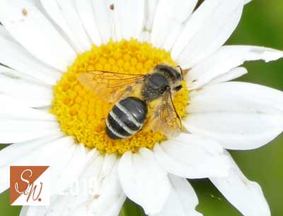 Blüten und Insekten 10, © Foto: Sylvia Wentzlau