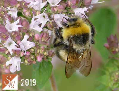Blüten und Insekten 11, © Foto: Sylvia Wentzlau