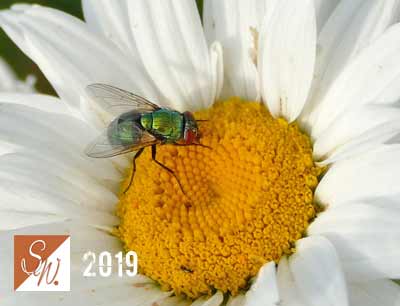 Blüten und Insekten 12, © Foto: Sylvia Wentzlau