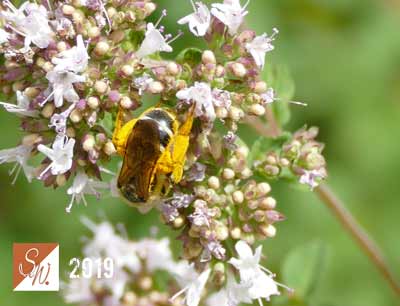 Blüten und Insekten 13, © Foto: Sylvia Wentzlau