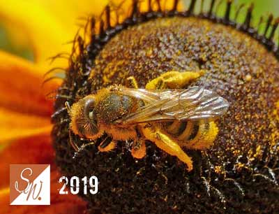 Blüten und Insekten 14, © Foto: Sylvia Wentzlau