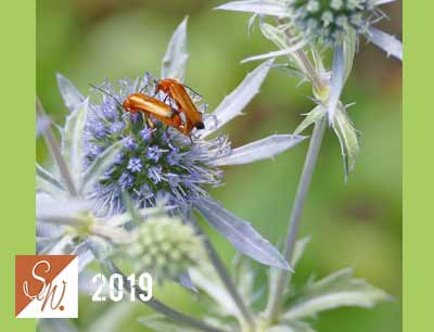 Blüten und Insekten 15, © Foto: Sylvia Wentzlau