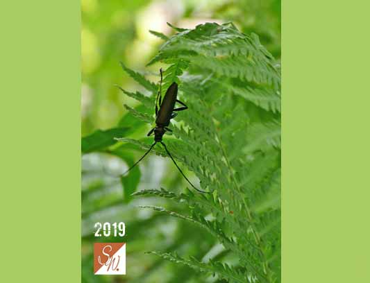 Blüten und Insekten 16, © Foto: Sylvia Wentzlau