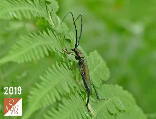 Blüten und Insekten 17, © Foto: Sylvia Wentzlau