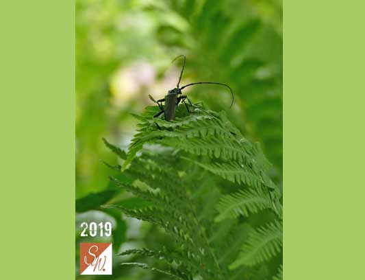 Blüten und Insekten 18, © Foto: Sylvia Wentzlau