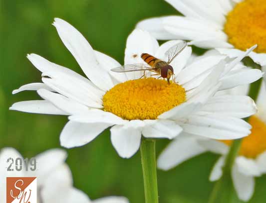 Blüten und Insekten 19, © Foto: Sylvia Wentzlau