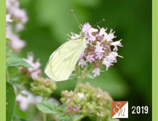 Blüten und Insekten 2, © Foto: Sylvia Wentzlau