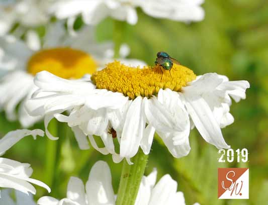 Blüten und Insekten 27, © Foto: Sylvia Wentzlau