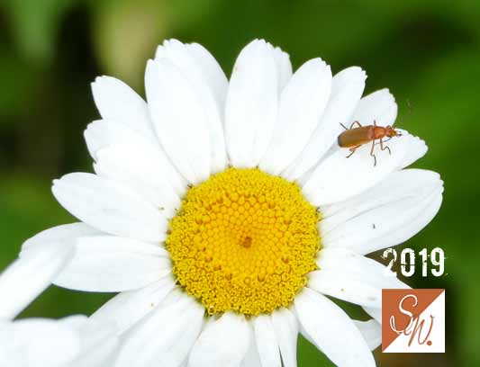 Blüten und Insekten 28, © Foto: Sylvia Wentzlau
