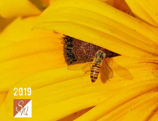 Blüten und Insekten 25, © Foto: Sylvia Wentzlau