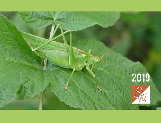 Blüten und Insekten 24, © Foto: Sylvia Wentzlau