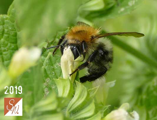 Blüten und Insekten 23, © Foto: Sylvia Wentzlau