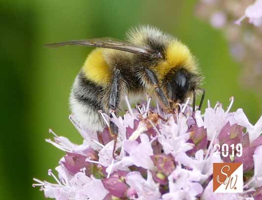 Blüten und Insekten 22, © Foto: Sylvia Wentzlau