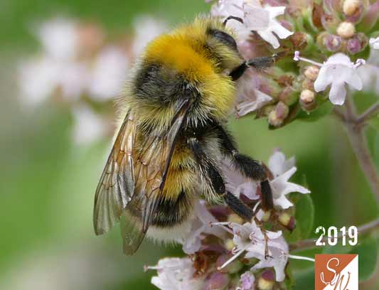 Blüten und Insekten 21, © Foto: Sylvia Wentzlau