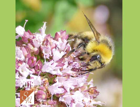 Blüten und Insekten 20, © Foto: Sylvia Wentzlau