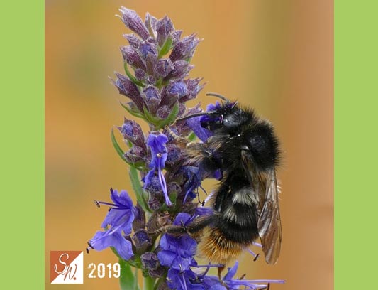 Blüten und Insekten 29, © Foto: Sylvia Wentzlau