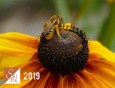 Blüten und Insekten 3, © Foto: Sylvia Wentzlau