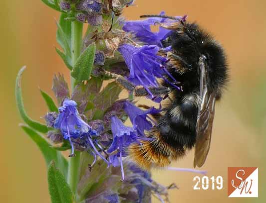 Blüten und Insekten 30, © Foto: Sylvia Wentzlau