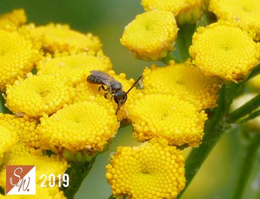 Blüten und Insekten 31, © Foto: Sylvia Wentzlau