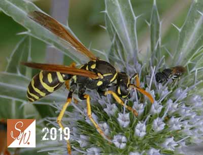 Blüten und Insekten 4, © Foto: Sylvia Wentzlau