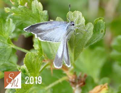 Blüten und Insekten 5, © Foto: Sylvia Wentzlau