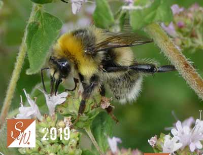 Blüten und Insekten 6, © Foto: Sylvia Wentzlau