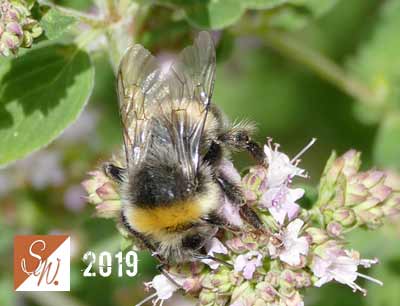 Blüten und Insekten 7, © Foto: Sylvia Wentzlau