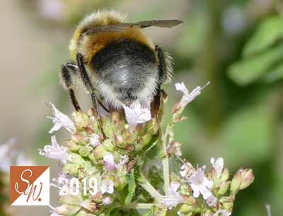 Blüten und Insekten 8, © Foto: Sylvia Wentzlau