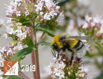Blüten und Insekten 9, © Foto: Sylvia Wentzlau