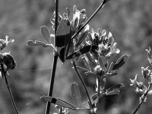Wiesenschönheit Wachberg Leipzig
