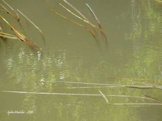 Wasserfotografie 8, Copyright Sylvia Wentzlau