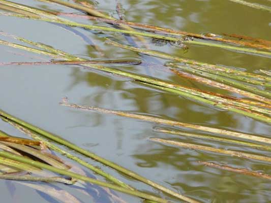 Wasserfotografie 7, Copyright Sylvia Wentzlau