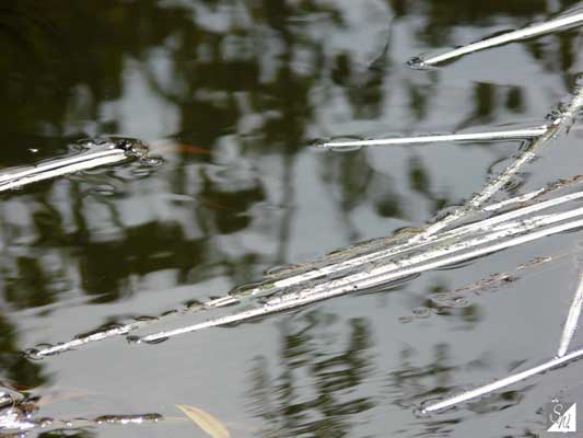 Wasserfotografie 9, Copyright Sylvia Wentzlau