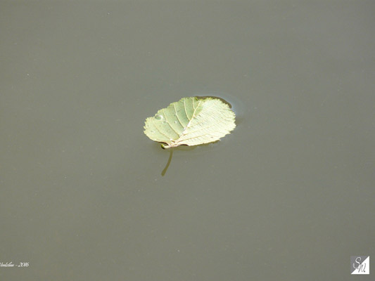 Wasserfotografie 17, Copyright Sylvia Wentzlau