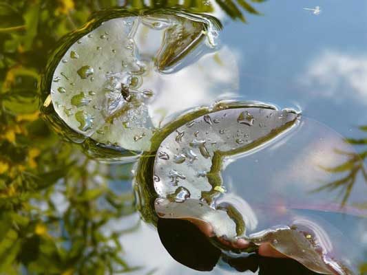 Wasserfotografie 19, Copyright Sylvia Wentzlau